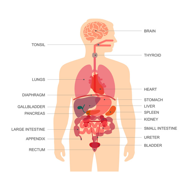 anatomía del cuerpo humano
 - Vector, Imagen