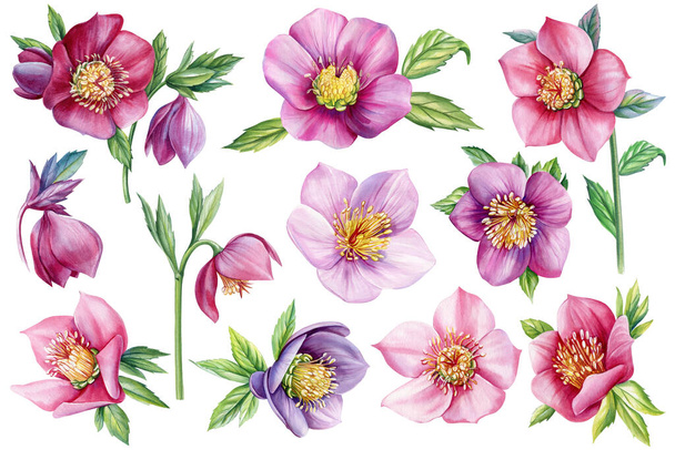 Set flores acuarela hellebore. flores rosadas delicadas primavera. Flora Ilustración botánica dibujada a mano, objeto aislado. ilustración de alta calidad - Foto, Imagen