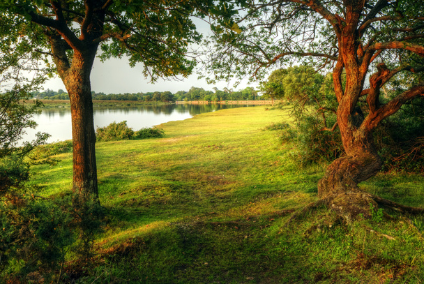 Escena de bosque mágico estilo fantasía con lago durante el atardecer
 - Foto, Imagen