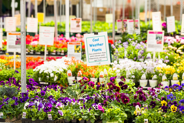 Bitkiler bahar satış - Fotoğraf, Görsel