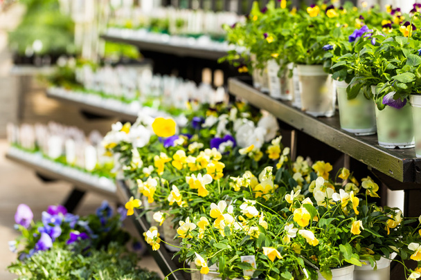 Kevään myynnissä olevat kasvit
 - Valokuva, kuva