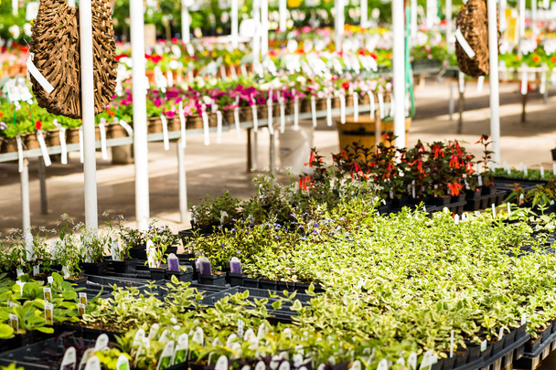 Весенняя распродажа растений
 - Фото, изображение