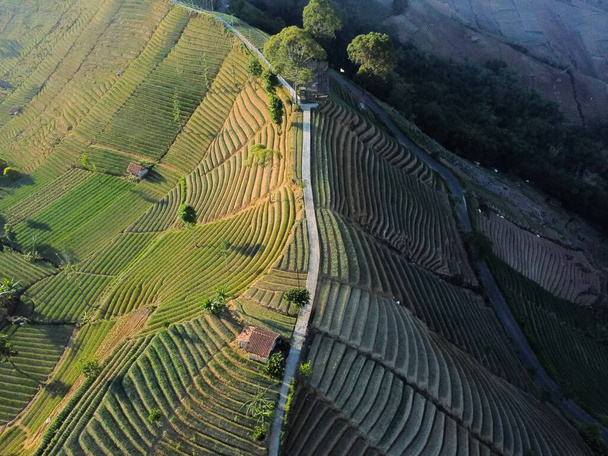 aerial view, beautiful landscape with onion field or green tea or plantation and mountains. terasering panyaweuyan, majalengka indonesia - Photo, Image
