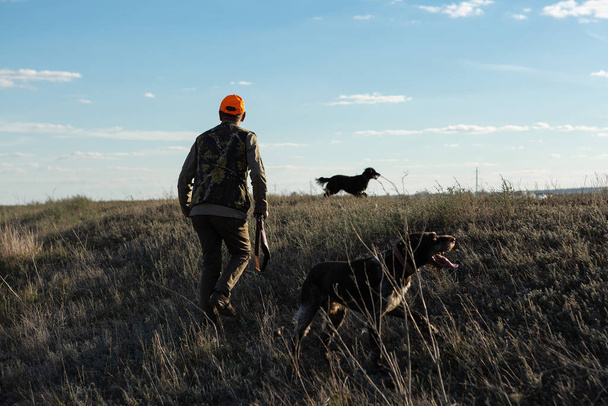 Зрелый охотник с пистолетом во время прогулки по полю с собаками - Фото, изображение