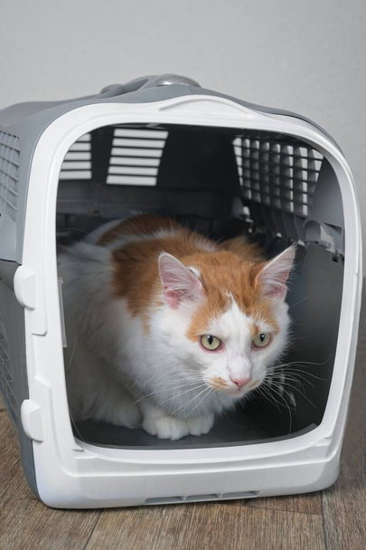 Gato bonito tabby olhando ansiosamente para fora de um portador de animal de estimação aberto. Imagem vertical. - Foto, Imagem