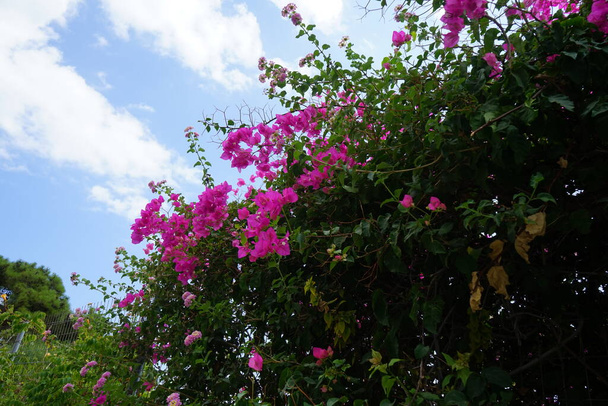 El arbusto de la buganvilla florece con flores de color rosa-púrpura en agosto. Bougainvillea es un género de plantas fanerógamas perteneciente a la familia Nyctaginaceae. Isla de Rodas, Grecia  - Foto, imagen