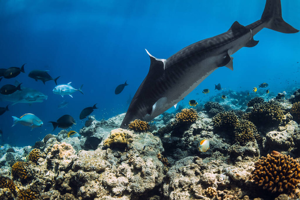 Tigerhai frisst Fisch im blauen Ozean am Korallenriff. - Foto, Bild