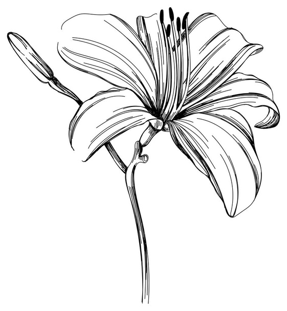 Fleur sauvage isolée sur fond blanc. Illustration d'art gravé noir et blanc. - Vecteur, image