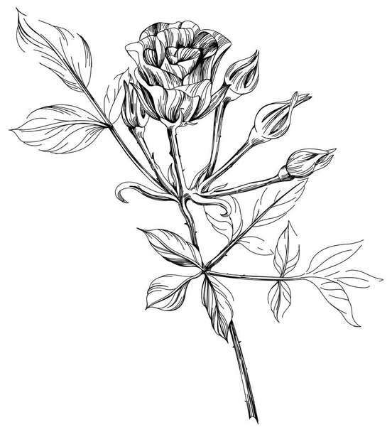 Flor selvagem isolada sobre fundo branco. Ilustração de arte a tinta gravada a preto e branco. - Vetor, Imagem