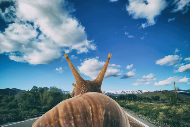 A csiga puha fókusza hátulról nézve az úton a természetben, kék égbolttal és felhőkkel. - Fotó, kép