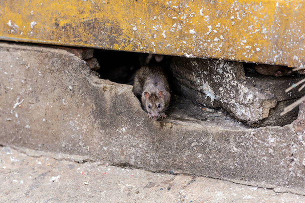 Mocskos, bozontos hajú, gyöngyszemű, visszataszító, undorító patkányok bukkannak fel az épületek repedéseiből. A patkány problémára utal a városban, az állatbetegségek kitörésére és a mocsokra. Szelektív fókusz. - Fotó, kép