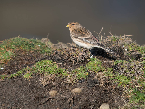 Twite, Linaria flavirostris, Single bird on grass, Northumberland, February 2024 - Photo, Image