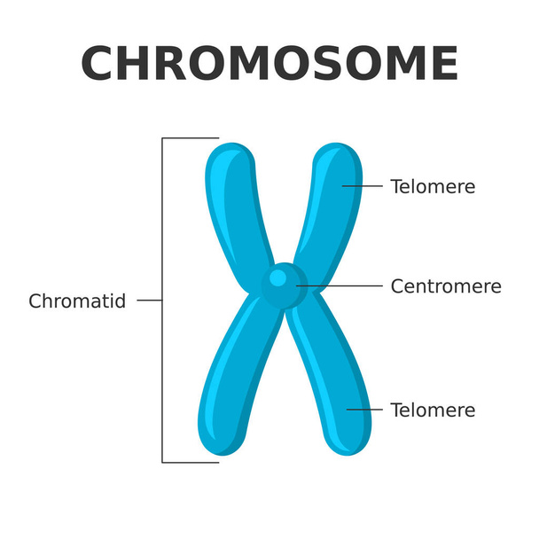 Części chromosomów. Struktura chromosomu. Centrome, telomery, chromatydy. Schemat przedstawiający elementy nitkowatych struktur wykonanych z białka i pojedynczej cząsteczki DNA. Ilustracja wektora. - Wektor, obraz