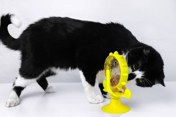 Een zwart-witte kat kijkt naar een dierlijk speeltje met droog voedsel - Foto, afbeelding