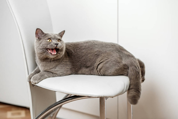 Harmaa brittiläinen Shorthair kissa kiinni puolivälissä haukottelu taas mukavasti rönsyilevän valkoinen tuoli, esittelee rento kotimainen hetki. - Valokuva, kuva