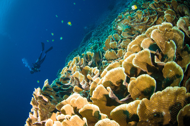 Scuba diving above coral below boat bunaken sulawesi indonesia underwater photo - Photo, Image