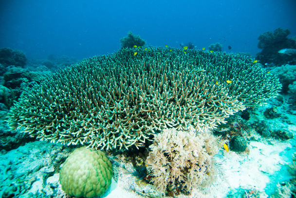 Coral macio kapoposang subaquático
 - Foto, Imagem