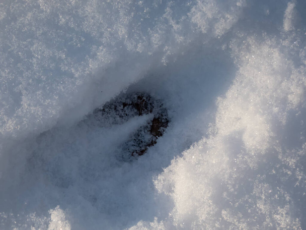 Lähikuva peuran (Capreolus capreolus) yksittäisestä jalanjäljestä maassa, joka on peitetty talvella pehmeällä lumella - Valokuva, kuva