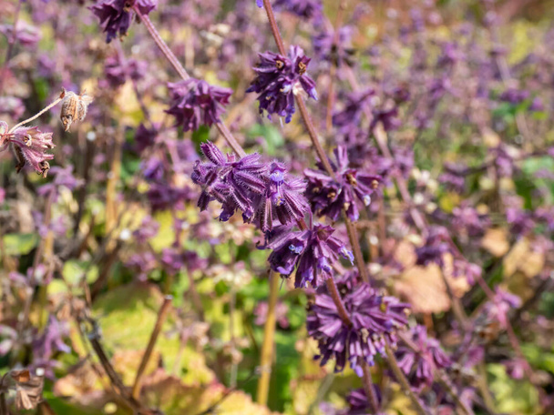 Lähikuva laukaus Lila salvia tai whorled clary (Salvia verticillata) kukinnan pieniä laventeli kukkia kiehkuroita puutarhassa - Valokuva, kuva