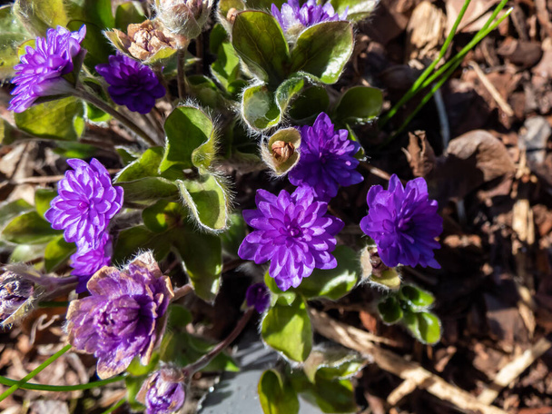 Hepatica nobilis cultivar 'Walter Otto' nun Macro karesi. Gün ışığında bahçede açan çift mavi mor çiçekler. - Fotoğraf, Görsel