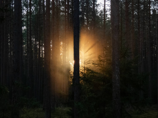 Krásný výhled na zamlžené, klidné ráno při východu slunce v lese se zlatým slunečním světlem, které prosvítalo mezi stromy a mlžným vzduchem. Zasněná a záhadná scenérie v lese - Fotografie, Obrázek