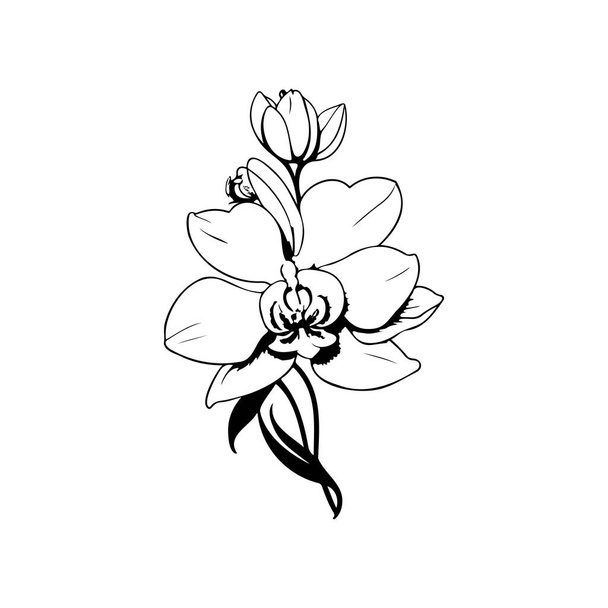 Orkidea Kuvake käsi piirtää musta väri kukat logo vektori elementti ja symboli - Vektori, kuva
