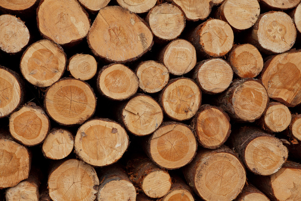 řezané dřevo - Fotografie, Obrázek