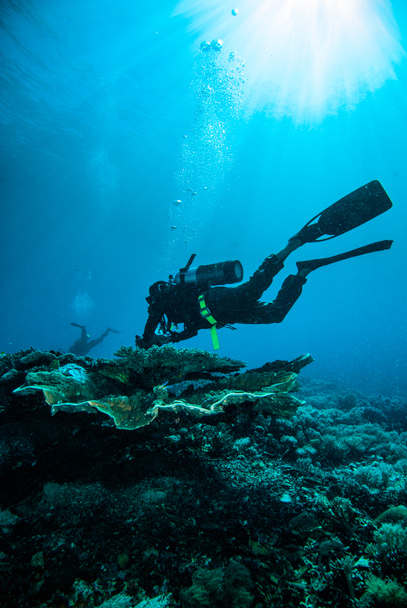 Ныряльщик с аквалангом kapoposang sulawesi indonesia под водой
 - Фото, изображение