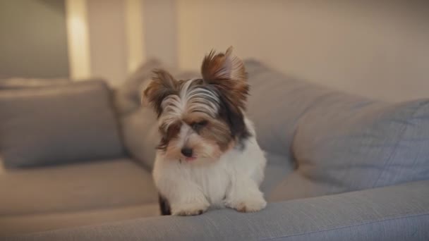 Ein Biewer-Terrier-Welpe sitzt aufmerksam auf einer weichen Couch in einem gemütlichen Wohnzimmer-Ambiente. - Filmmaterial, Video