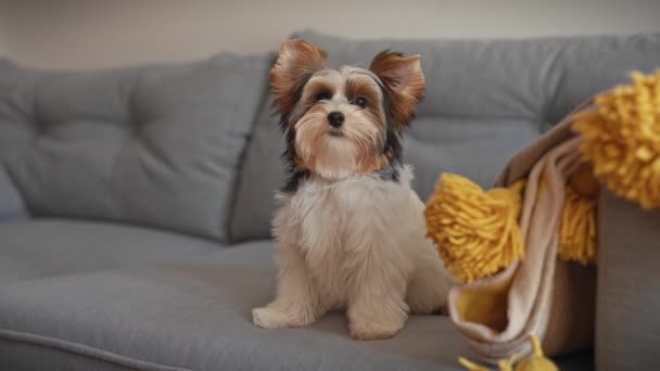 Adorável biewer terrier cachorro sentado dentro de casa em um sofá cinza aconchegante, com um cobertor de lance amarelo quente. - Filmagem, Vídeo