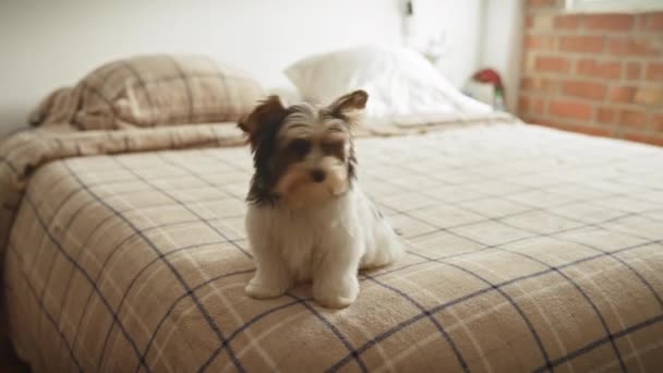 Een biewer terrier puppy zit aandachtig op een geruit bedje in een gezellige slaapkameromgeving, met een stenen muur op de achtergrond. - Video
