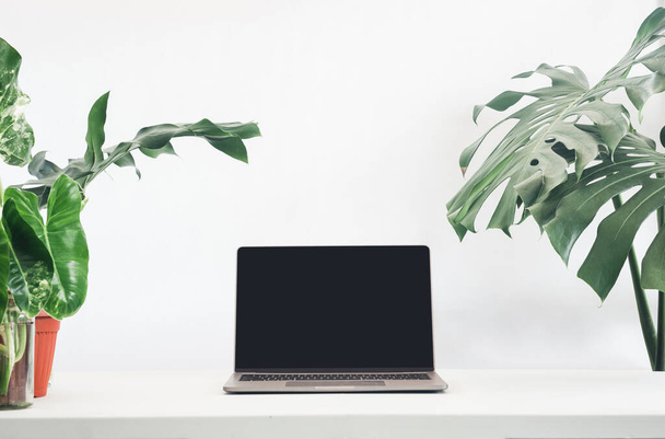 Une installation de bureau à domicile propre avec un ordinateur portable et des plantes d'intérieur luxuriantes sur un bureau blanc contre un mur blanc - Photo, image