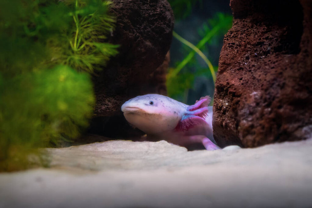 Милий Axolotl (Амбістома мексиканський) - Leucistic Saturander - Фото, зображення