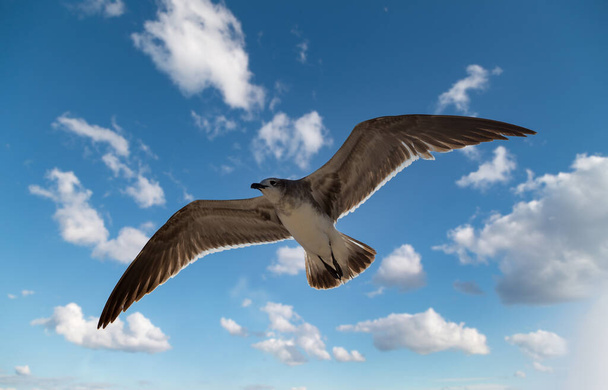 アトランティック・シーガルは白い雲で青空を飛ぶ. - 写真・画像