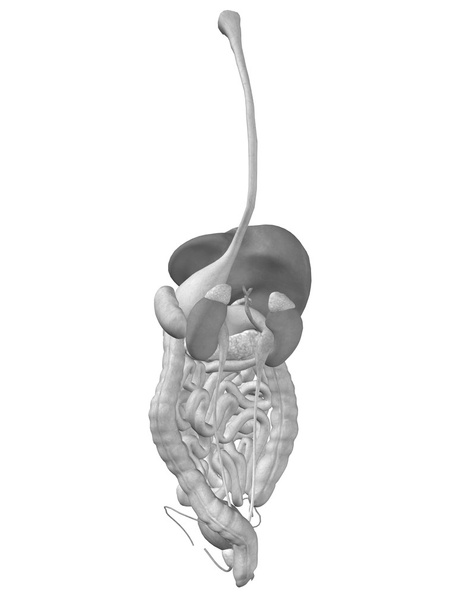 système digestif humain - Photo, image