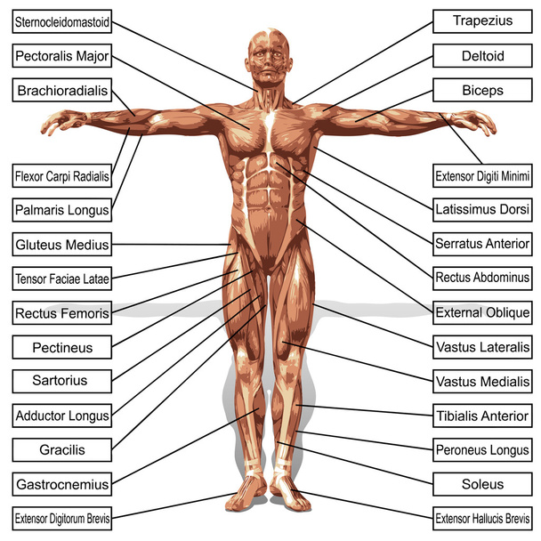 Человек с мышцами и текстом
 - Фото, изображение
