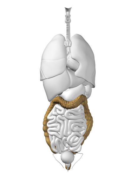 Órgano de colon y sistema digestivo
 - Foto, Imagen