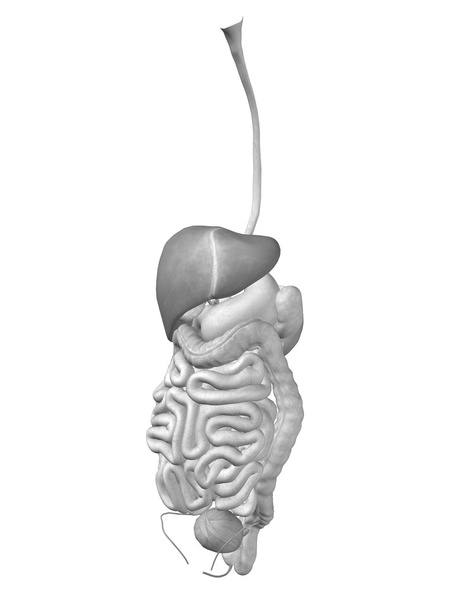 Human digestive system - Photo, Image