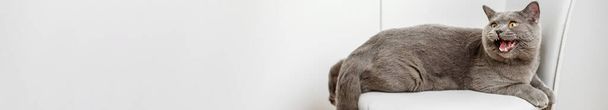 Panoramatický pohled na zívající britskou krátkosrstou kočku ležící na bílém křesle, ideální pro záhlaví webových stránek nebo banner. - Fotografie, Obrázek