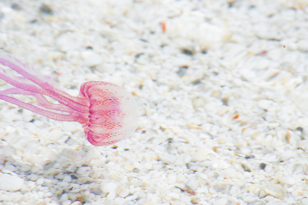 medusas no mar raso
 - Foto, Imagem