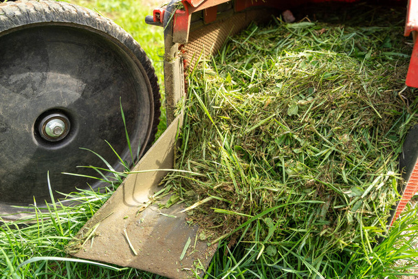 Rasenmäherkorb mit Gras - Foto, Bild