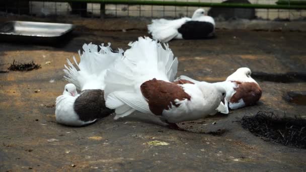 Bílý holub v zahradě - Záběry, video