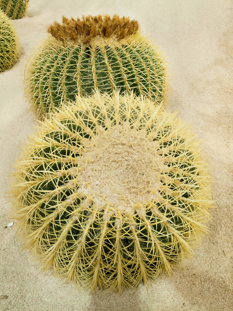 kaktusové koule - Fotografie, Obrázek