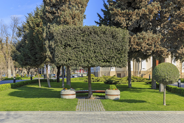 der ursprüngliche Baum und eine Bank auf dem Boulevard in Baku - Foto, Bild
