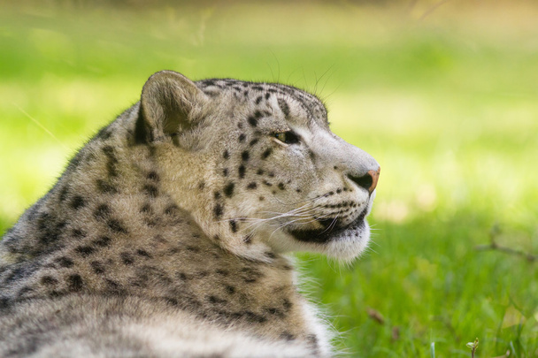 Leopardo da neve, Uncia uncia
 - Foto, Imagem