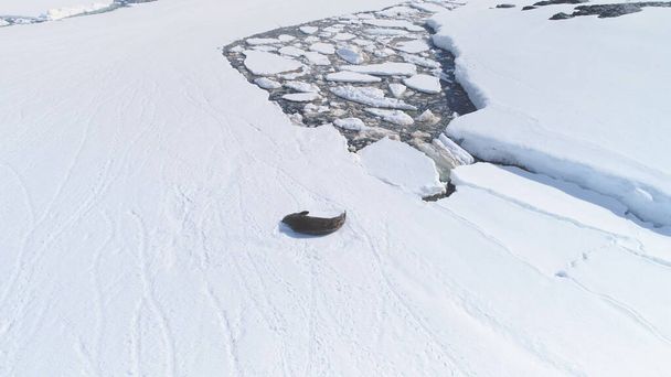 Weddell Seal REST Antarktyda Snow widok z lotu ptaka. Polar Wildlife Habitant Lie Antarktyki zimno zamrożone krajobraz przyrody. Północny Polak Adult Animal przegląd Harsh Glacier Drone shot materiał filmowy 4K UHD - Zdjęcie, obraz