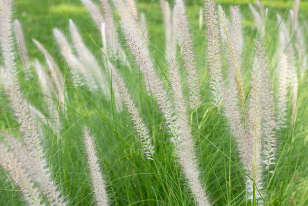 Fountain grass or pennisetum alopecuroides - Photo, Image