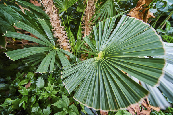 Ann Arbor, Michigan 'daki Matthaei Botanik Bahçeleri' nin verimli ortamında, canlı yeşil bir palmiye yaprağının yakın görüntüsü karmaşık desenler ve dokular sergiliyor. - Fotoğraf, Görsel
