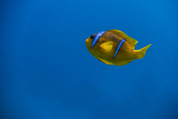 Einzelner Anemonenfisch schwebt in tiefblauem Wasser aus Ägypten - Foto, Bild
