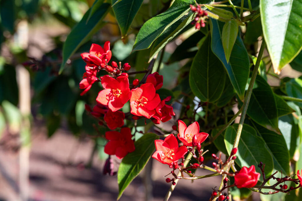 Fleurs rouges de la famille des Euphorbiaceae, Euphorbiaceae, fleurs rouges - Photo, image